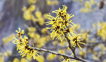 14 Amazing Uses for Witch Hazel