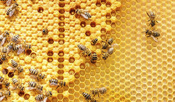 蜂胶使用快速指南