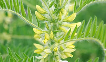 Astragalus: Die 6 unglaublichen Wirkungen dieser Heilpflanze