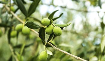 8 Gesundheitsvorteile von Olivenblattextrakt