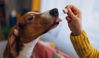 ¿Los perros necesitan probióticos? Esto es lo que dice la investigación