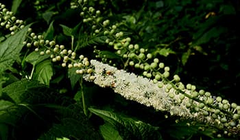 Black Cohosh Flower (Actaea racemosa) outside in natural setting