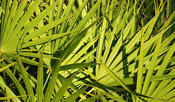 Le palmier nain peut-il aider à améliorer la santé des hommes ?