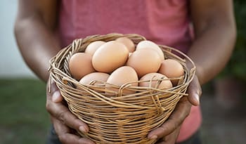 Male hands holding wire basket of fresh chicken eggs.