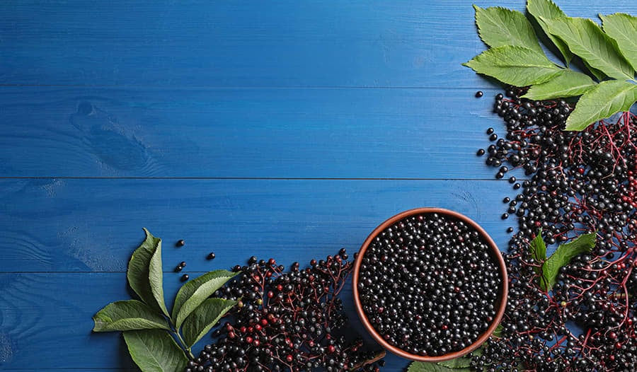 Elderberry 101 A Comprehensive Guide to Benefits, Uses, and Side