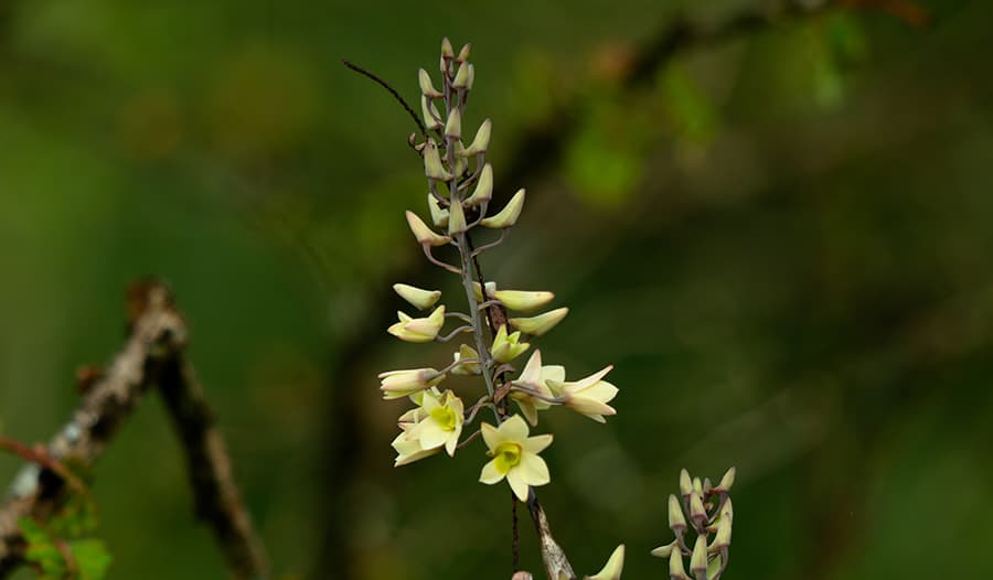 Fadogia Agrestis: Benefits, Testosterone Support, + Recovery | Wellness Hub