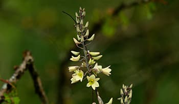Fadogia Agrestis: Benefits, Testosterone Support, + Recovery