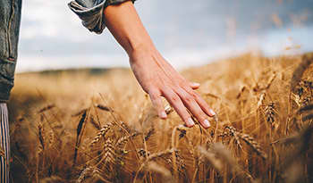 Woman walking through wheat field with hand outstretched touching grass