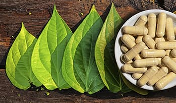 Kava Kava—A Natural Herb With Promising Anti-Anxiety Effects