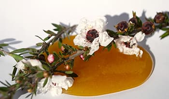 Manuka honey and flower on white background