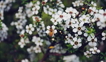 7 Healing Health Benefits of Manuka Honey