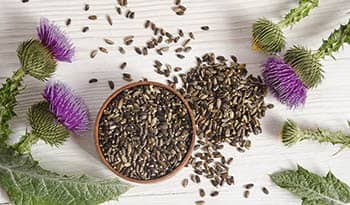 Milk Thistle Extract and Detoxification