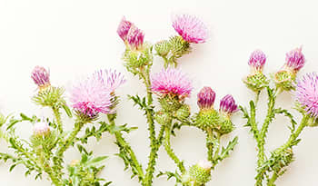 Milk Thistle: The Best Supplement to Support Liver Health