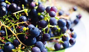 Bunch of purple grapes on a plate