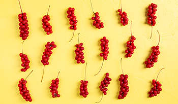 Red Scisandra berries on yellow background