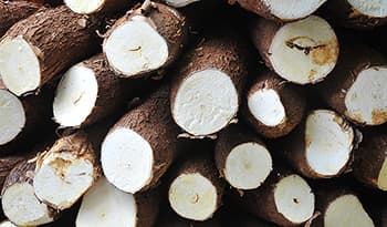 Fibra de tapioca: aumente a ingestão de fibras e mais
