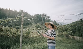 Woman with straw hat in her garden picking bitter melon off the vine