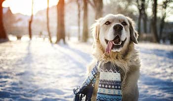 Consejos para la salud de las mascotas en el invierno