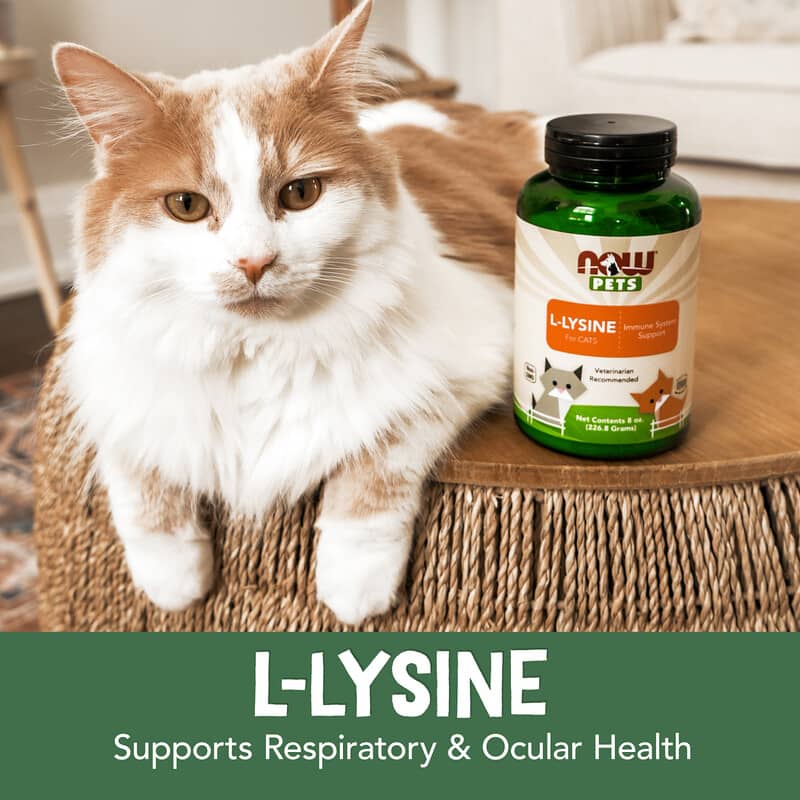 superior labs acetyl l carnitine NOW Pets Cardiovascular Support for Dogs & Cats