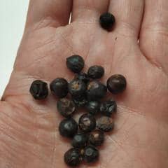 全粒ジュニパーベリー、453g（16オンス）