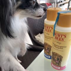 burt's bees itch soothing shampoo reviews
