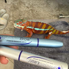 アイブロウエンハンシングセラム、3 ml(0.1 fl oz)